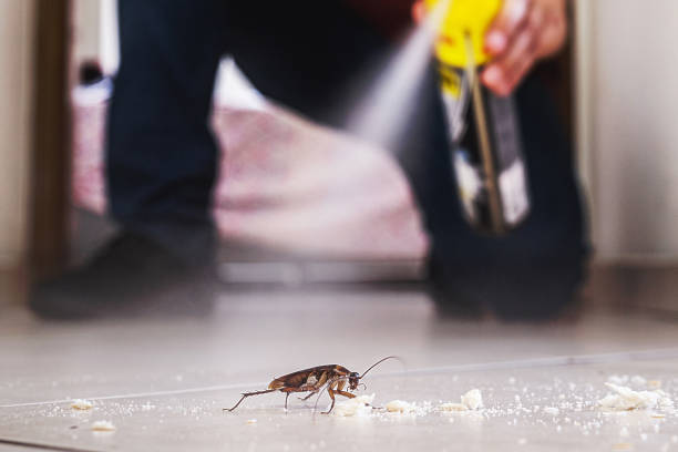 Wasp Removal Services in Denton, NC