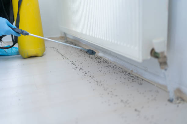 Best Pest Control Near Me  in Denton, NC